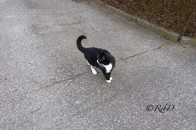 katt på väg. foto: Reb Dutius