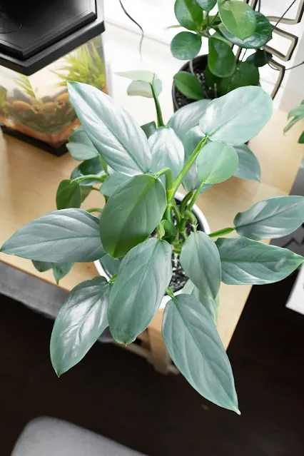 Silver Sword Philodendron