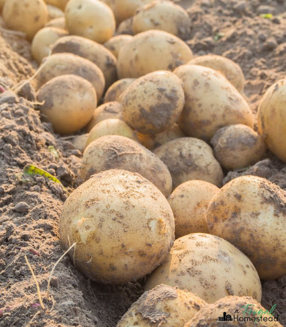 how to grow potatoes