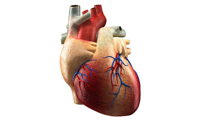 A prosthetic heart valve is a device that is implanted in the heart of a patient with valvular heart disease.