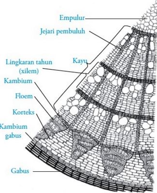 Struktur dan  Fungsi Jaringan  Tumbuhan Trend Ilmu