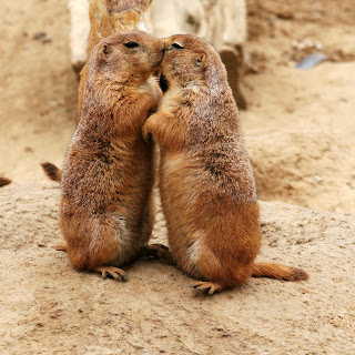 Jenis Komunikasi Prairie Dog Dan Artinya