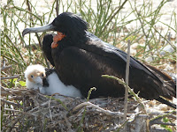 Frigate Bird with Chick, Genovesa Island, Galapagos