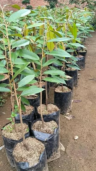 bibit pohon durian merah banyuwangi Jayapura