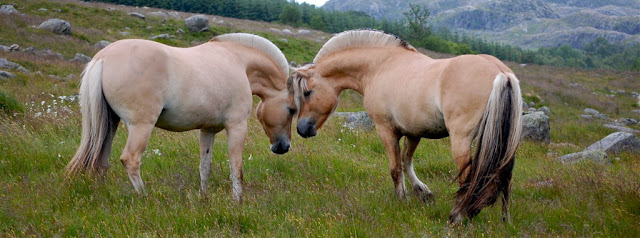 Norwegian Fjord Horse