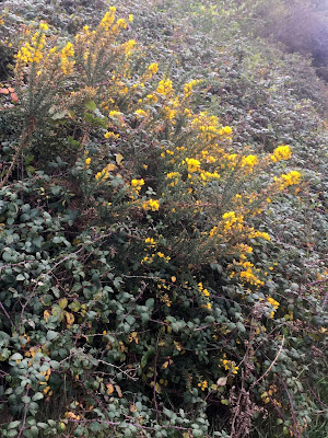 photo shows gorse bush with bright yellow flowers, againt a background of bramble bushes with dark green leaves