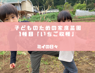 子どものための家庭菜園「いちご収穫！」