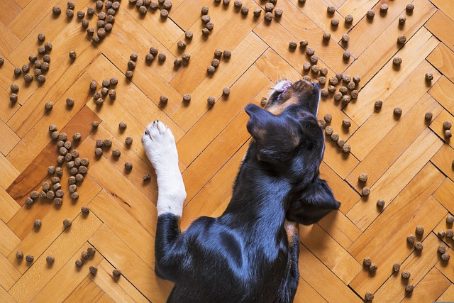in this post, we will share with you Best Dry Dog Food for Large Breeds.