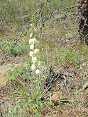 small soapweed, Yucca glauca, in Colorado