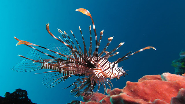 lionfish