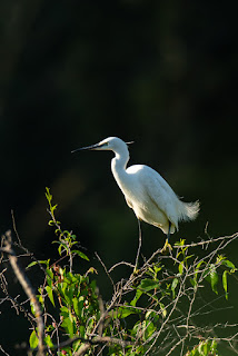 Wildlifefotografie Kroatien Neretva Delta Olaf Kerber