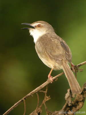 Plain Prinia