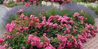 groundcover roses