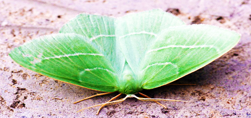 Small Emerald Moth (Hemistola Chrysoprasaria)