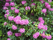 Rhododendron's Bloom on the Hillside beside Norton United Methodist Church