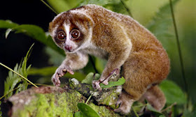 Slow Loris