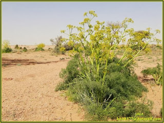 فوائد نبات الحلتيت أو صمغ الأنجدان