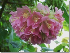 Dombeya2