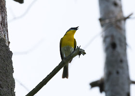 Yellow-breasted Chat - Oak Openings Preserve, Ohio, USA