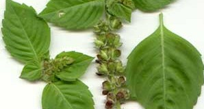 Amazing Health Benefits of Basil Seeds