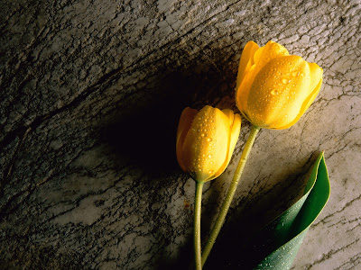 Flowers Normal Resolution Wallpaper 8