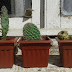 Obsesión por los cactus