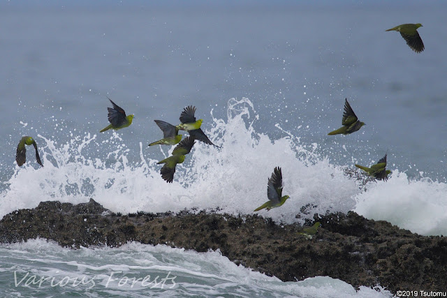 aobato(Green pigeon)