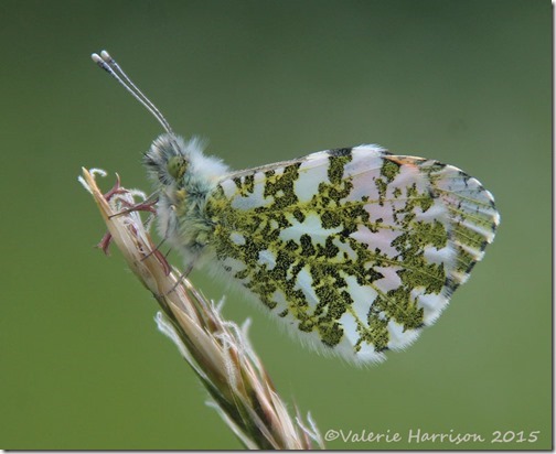 Orange-tip-2