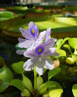 Eichhornia crassipes