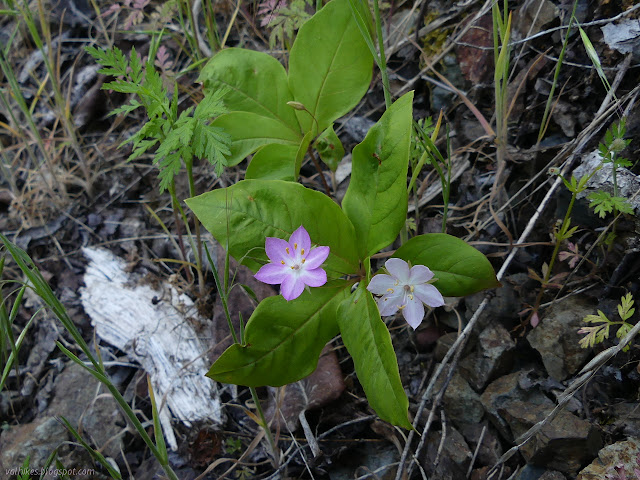 little white and pink/purple flowers