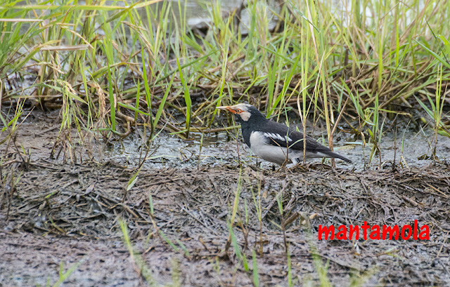 Asian pied starling