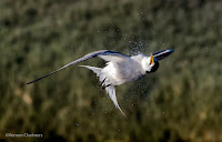 Swift Tern in Flight Woodbridge Island, Cape Town - Canon EOS 7D Mark II