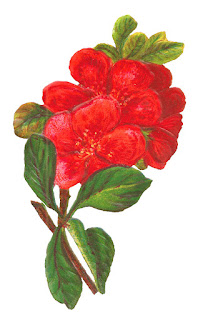 botanical art red flower image