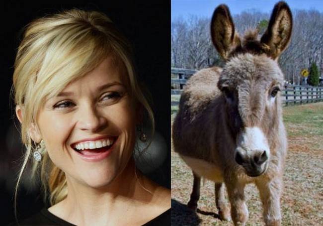 Reese Witherspoon and her donkeys