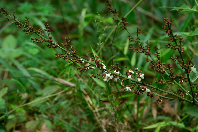 Aganope thyrsiflora