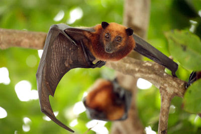 Murciélago volando en Malasia - Flying bat in Malaysia