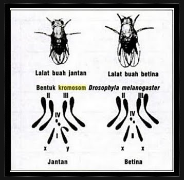 Buah Buah Gambaran BIOLOGI GONZAGA KROMOSOM