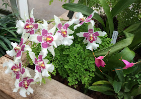 Orchids at the RHS garden, Wisley.  3 December 2013.