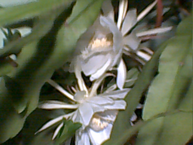  gambar bunga wijayakusuma  Indonesiadalamtulisan 