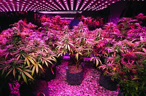 Macedonia's First Licensed Cannabis Cultivation Facility Deploys Heliospectra LED Lighting Solutions