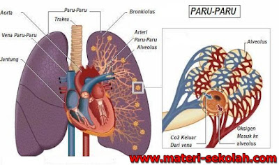  Tubuh manusia merupakan tempat berlangsungnya berbagai proses metabolisme Nih Sistem Ekresi Pada Manusia