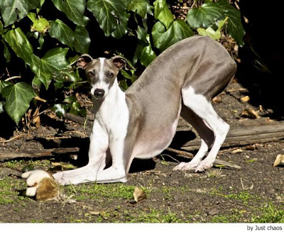 La maravilla de los GALGOS