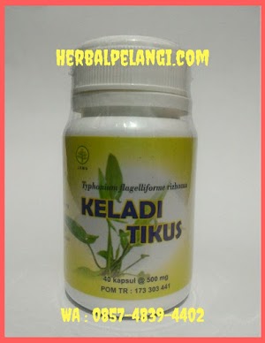 Jual Kapsul Keladi Tikus Di Tegal | WA : 0857-4839-4402