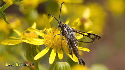 Pyropteron hispanica de la colección de insectos de Jesús Rubiera