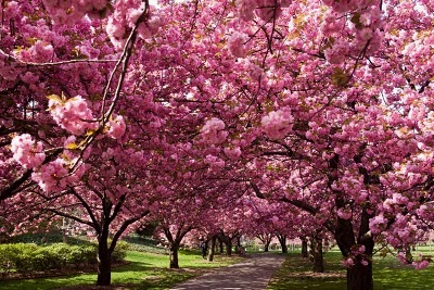 Lost in Underwear: Gli splendidi colori dei primi alberi ...