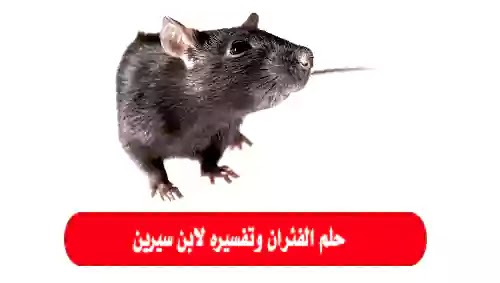 حلم الفئران وتفسيره لابن سيرين