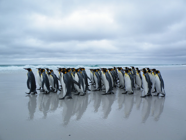 cute penguin,penguin wallpaper,penguins,club penguin,penguin club,penguin,about penguins,emperor penguin,emperor penguins,
