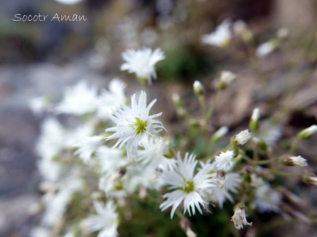 Cerastium schizopetalum