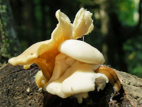 slugs on fungus