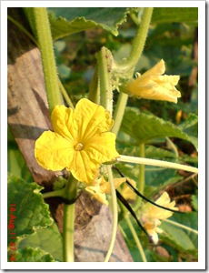 foto bunga ketimun (Cucumis sativus L.) 3